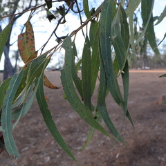 Eucalyptus megasepala
