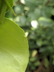 Papilio