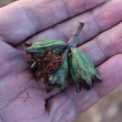 Eucalyptus megasepala