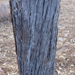 Eucalyptus megasepala