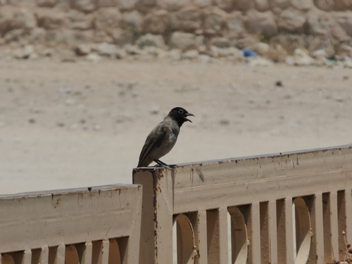 White-spectacled Bulbul (Pycnonotus xanthopygos), photo 4