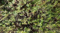 Enchylaena tomentosa