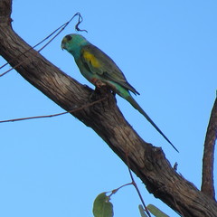 Psephotus chrysopterygius