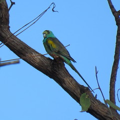 Psephotus chrysopterygius