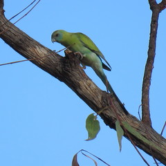 Psephotus chrysopterygius