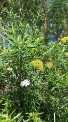 Ozothamnus ferrugineus