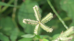 Dactyloctenium aegyptium
