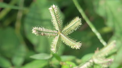 Dactyloctenium aegyptium
