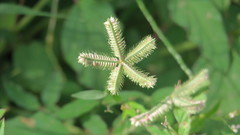 Dactyloctenium aegyptium