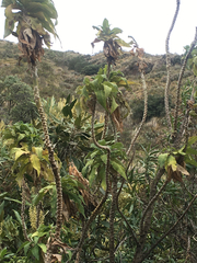 Siphocampylus giganteus