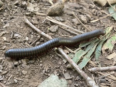 Narceus americanus