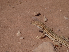Acanthodactylus