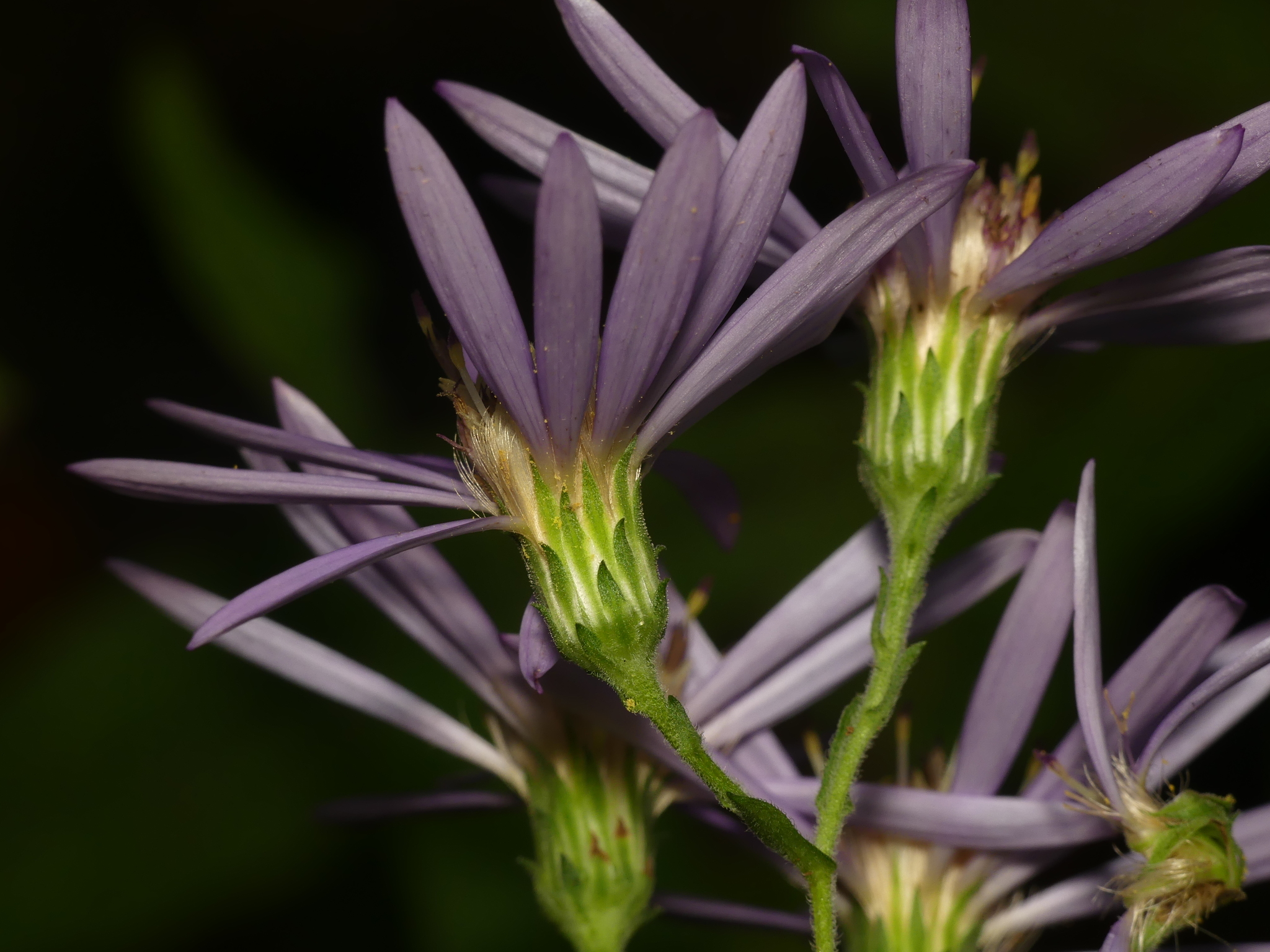 Symphyotrichum phlogifolium