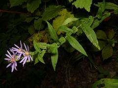 Symphyotrichum phlogifolium
