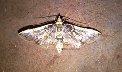 Omphisa