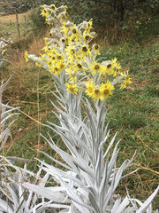 Senecio niveoaureus
