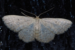 Idaea neovalida