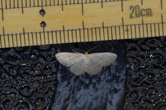 Idaea neovalida