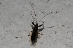 Pachygrontha antennata