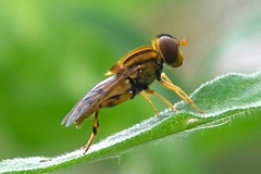 Parhelophilus