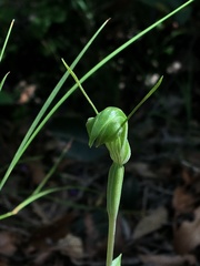 Pterostylis pyramidalis