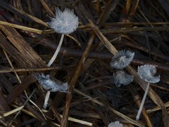 Coprinopsis lagopus