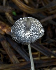 Coprinopsis lagopus
