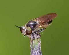 Cerotainia