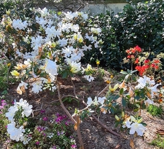 Rhododendron veitchianum
