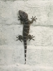 Gekko reevesii