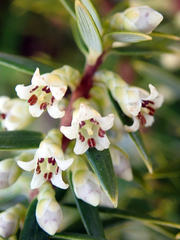 Leptecophylla robusta