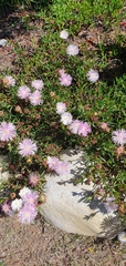Lampranthus spectabilis