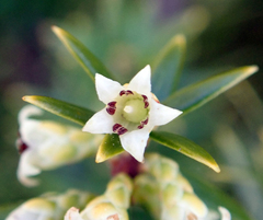 Leptecophylla robusta