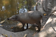 North Sulawesi Babirusa photo 4