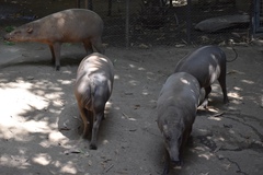 North Sulawesi Babirusa photo 3