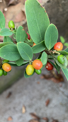 Wikstroemia