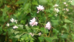 Persicaria senticosa