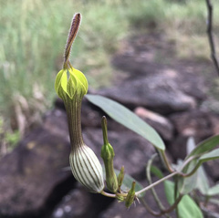 Ceropegia candelabrum biflora
