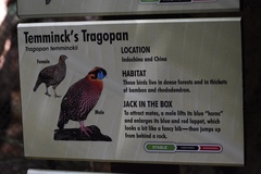 Tragopan temminckii
