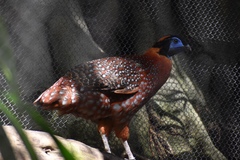 Tragopan temminckii