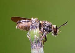 Cerotainia