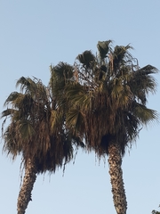 Arecaceae