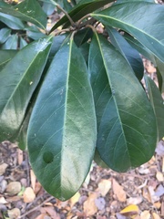 Elaeocarpus bancroftii