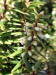 Leptecophylla robusta