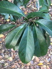 Elaeocarpus bancroftii