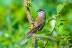 Montecincla fairbanki