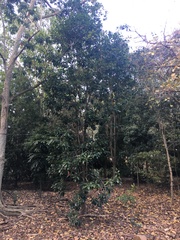 Elaeocarpus bancroftii