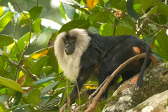 Macaca silenus