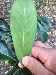 Elaeocarpus bancroftii