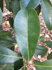 Elaeocarpus bancroftii